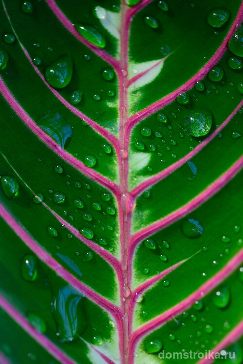 Необычные яркие малиновые прожилки листьев маранты