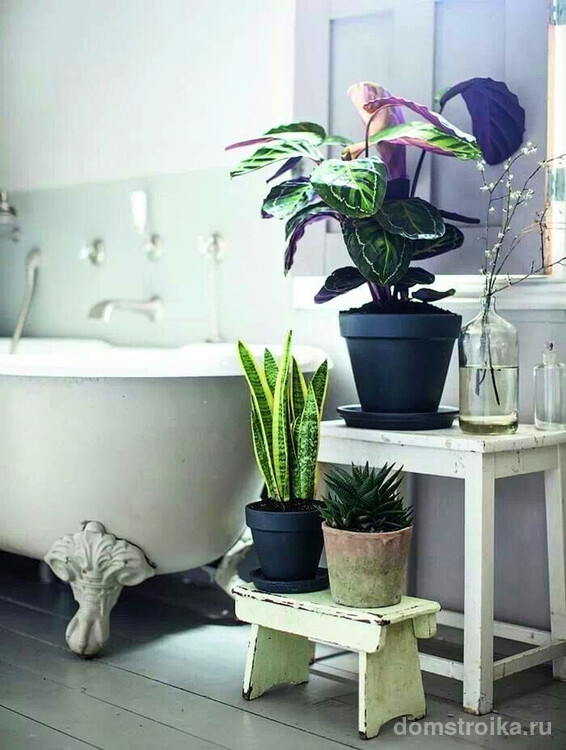 Маранта - тропическое растение и вполне подходит для украшения ванной комнаты. Но не следует забывать о том, чтобы она получала достаточно освещения.