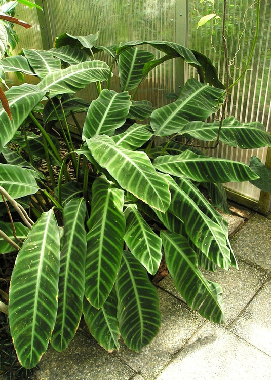Калатея - требовательное к влажности воздуха растение