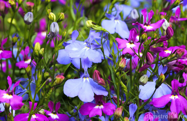Лобелия с цветами нежно-голубого и фиолетового цвета
