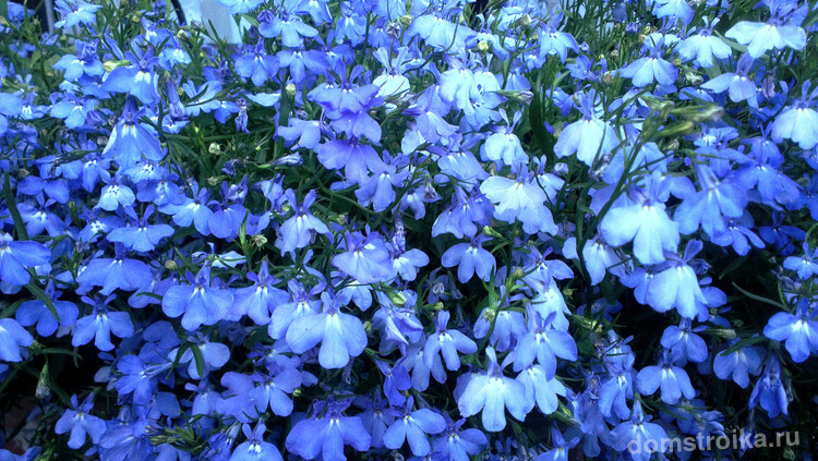 Лобелия эринус с голубыми цветами