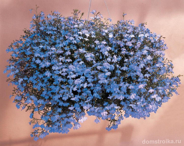 Лобелия (75+ фото): яркое обильное цветение на весь теплый период