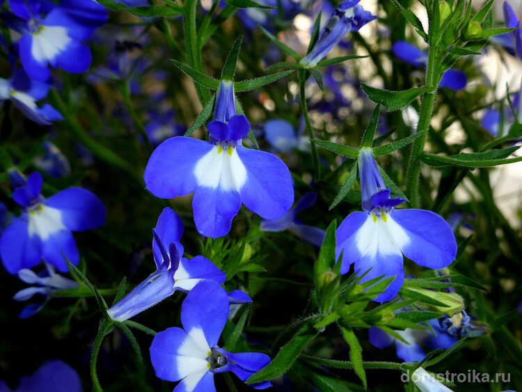 Голубые цветы лобелии с белым пятном на основании лепестка