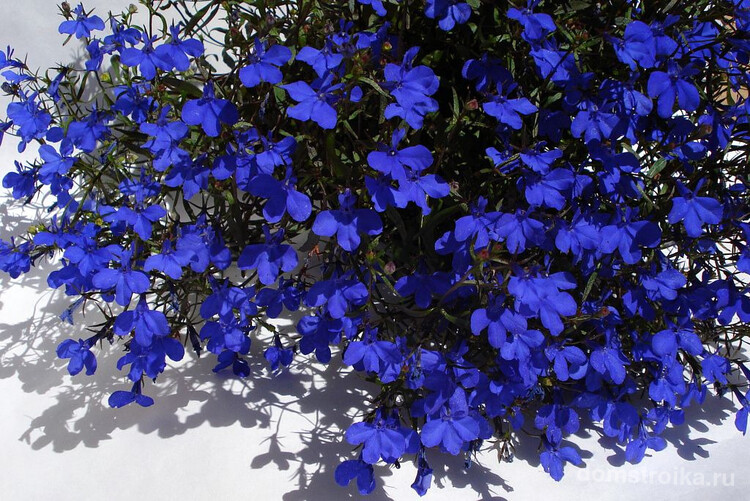 Яркие темно-голубые цветы лобелии
