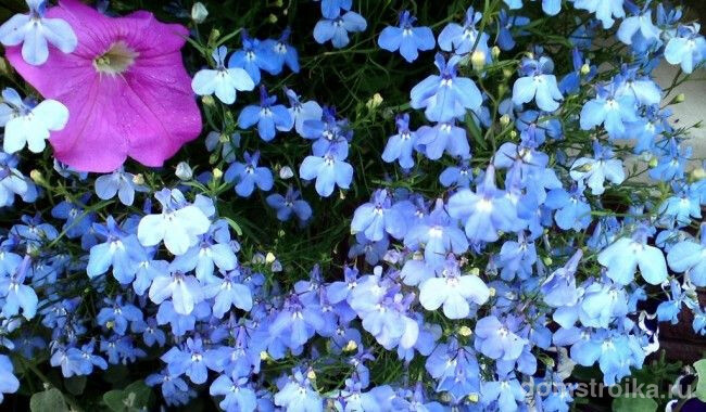Лобелия со светло-голубыми цветами
