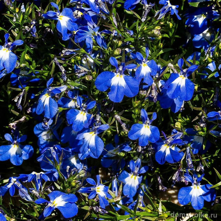 Цветы лобелии ярко-синего цвета с белыми пятнами у основания