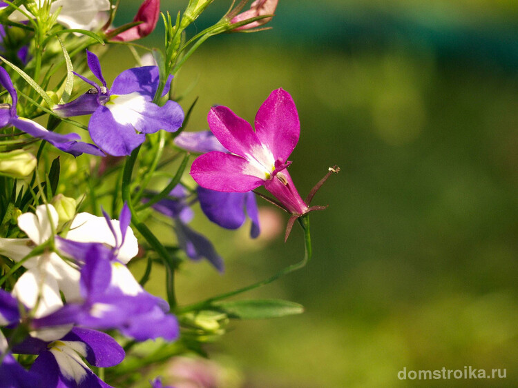 Лобелия - цветок, который радует глаз и способен придать саду утонченный шарм