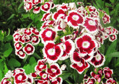 Турецкая гвоздика (60+ фото цветов): все секреты посадки, ухода и защиты от вредителей
