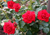 Как ухаживать за розами осенью? Посадка, обрезка, подкормка и подготовка к зиме — советы садоводов