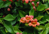 Кампсис или бигнония (65+ фото цветов): посадка и уход, секреты правильного выращивания и обрезки