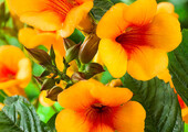 Кампсис или бигнония (65+ фото цветов): посадка и уход, секреты правильного выращивания и обрезки