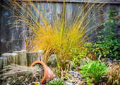 Декоративные травы и злаки для сада (60+ фото с названиями): полезные советы садоводов и ландшафтных дизайнеров