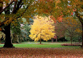 Роскошь осеннего сада — японский багрянник: все о кустарнике и правильном уходе за ним