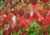 Роскошь осеннего сада — японский багрянник: все о кустарнике и правильном уходе за ним