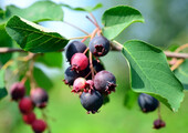 Ягода ирга: все секреты посадки, ухода и размножения «винной ягоды»