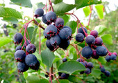 Ягода ирга: все секреты посадки, ухода и размножения «винной ягоды»
