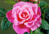 Чайно-гибридные розы: популярные сорта и как правильно ухаживать за стойкими красавицами