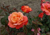 Чайно-гибридные розы: популярные сорта и как правильно ухаживать за стойкими красавицами