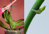 Как ухаживать за орхидеей в домашних условиях: хитрости для регулярного цветения и советы по уходу сразу после покупки