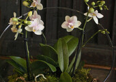 Горшочек для орхидеи: определяемся с размерами и все секреты правильного выбора