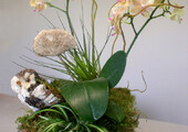Горшочек для орхидеи: определяемся с размерами и все секреты правильного выбора