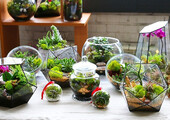Флорариум своими руками: пошаговый мастер-класс по созданию потрясающего мини-сада за стеклом