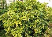 «Золотое дерево» аукуба: пятнистое чудо на вашем подоконнике и секреты ухода за ним