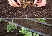Ранункулюс (лютик): особенности посадки, выращивания и ухода в открытом грунте