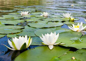 Белая кувшинка: все, что нужно знать о сборе и полезных свойствах водяной лилии