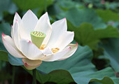 Белая кувшинка: все, что нужно знать о сборе и полезных свойствах водяной лилии