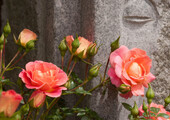 Парковые розы (50 фото): аристократизм и ностальгическая изысканность вашего сада