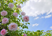 Английская роза (55 фото): новая старинная аристократка