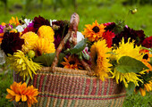 Осенние цветы в саду (65 фото с названиями): как превратить ваш сад в райский уголок