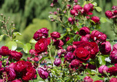 Роза флорибунда (100 фото): сорта, названия, посадка, уход, размножение