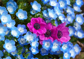 Анемоны, посадка и уход (50 фото): как вырастить хрупкий цветок-неженку