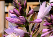 Цветок хоста (57 фото): красота и аромат в вашем саду