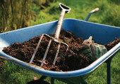 Роджерсия: сорта растения, выбор правильной почвы и тонкости ухода