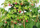 Малиновое дерево Таруса: правильный выбор саженца и технология выращивания
