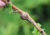 Малиновое дерево Таруса: правильный выбор саженца и технология выращивания