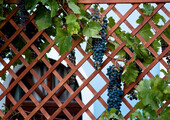Неукрывной виноград для Подмосковья: как выбрать материал для посадки морозостойких сортов?