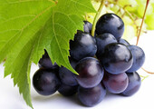 Неукрывной виноград для Подмосковья: как выбрать материал для посадки морозостойких сортов?