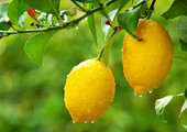 Комнатный лимон: сорта, уход в домашних условиях
