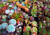 Суккуленты (50 фото): чудные растения,  привыкшие к засухе